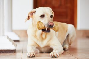 Dog eating the best rawhide bone for dogs