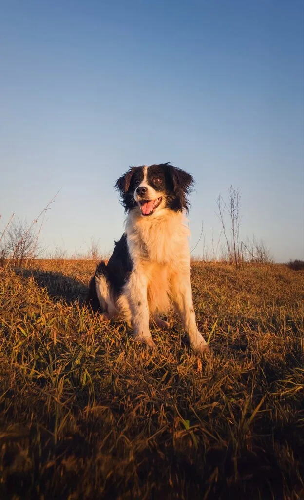 Border Collie on field