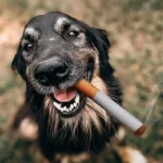 Cigarette plush toy for dogs