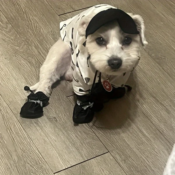 Dog wearing waterproof dog shoes