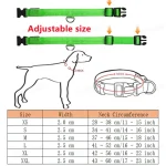 LED Dog Collar 5